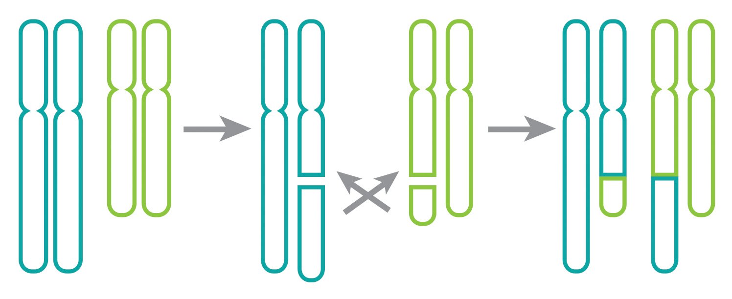 Chromosomes Rearrangements