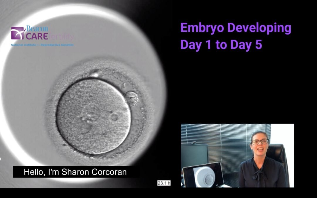 Video: Embryo Development from Day 1 to Day 5 with explanation from Sharon Corcoran, Laboratory Manager at Beacon CARE Fertility