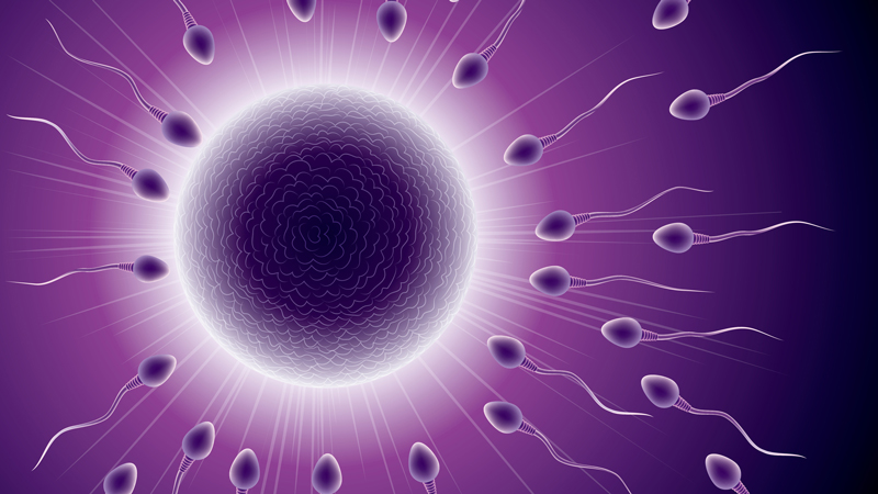 Fertilisation and Embryo Development